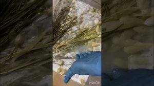 Осветление сухоцветов #сухоцветы #осветление #отбеливание #зимнийбукет