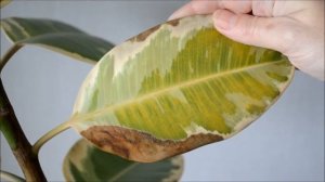 У фикуса желтеют и опадают листья.  Как активизировать рост новых листьев