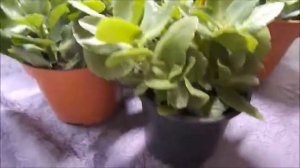 Формировка каланхоэ