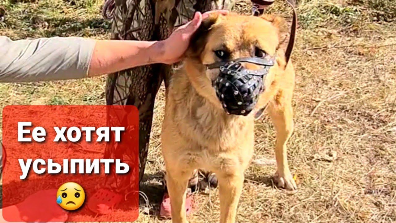 Усыпить здорового алабая.