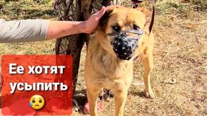 Усыпить здорового алабая.