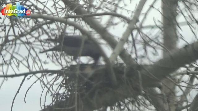 Ворона и сухарь смотреть онлайн