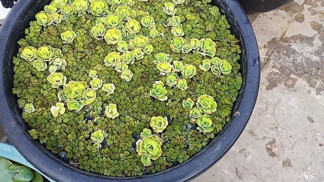 మా గార్డెన్ లో తేనెటీగలు కొన్ని పూలు Honey bees in my garden & beautiful flowers смотреть онлайн