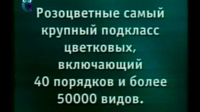 Урок 6. Название. Классификация цветковых. Двудольные и однодольные смотреть онлайн