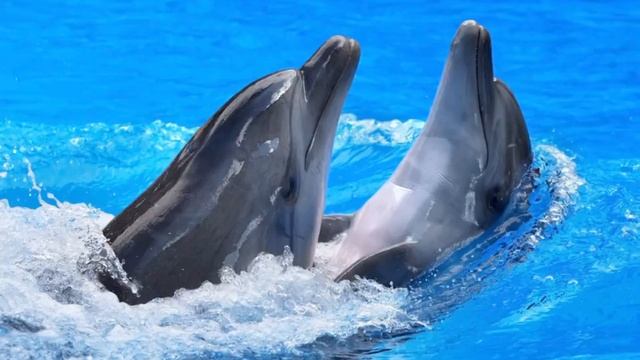 Dolphins: Dolphins Facts For Kids (Types Of Dolphins, Bottlenose Dolphins, Dolphins Habitat Etc.)