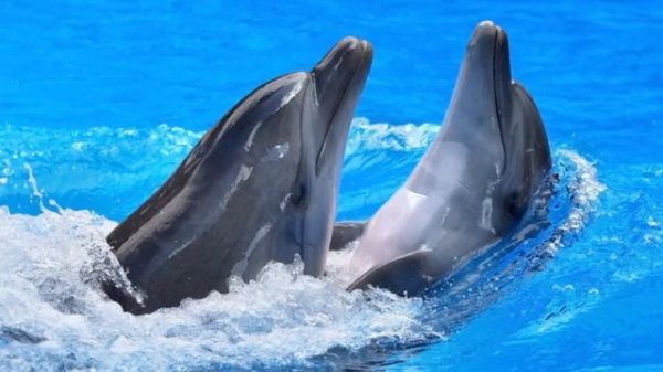 Dolphins: Dolphins Facts for Kids (Types of Dolphins, Bottlenose Dolphins, Dolphins Habitat etc.)