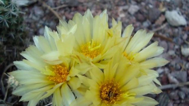 cactus pedro paramo.mov смотреть онлайн