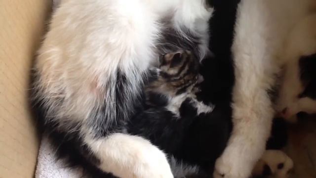 KITTEN MADNESS!!!! смотреть онлайн