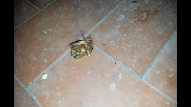 Copuling between Cockchafers (Melolontha melolontha) смотреть онлайн