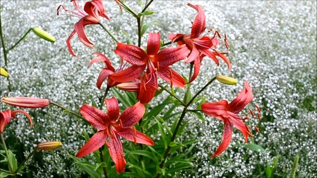 Цветы лилии. Видео цветения лилий 5 сортов смотреть онлайн
