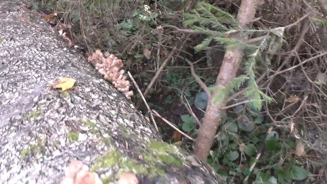 Дары леса, Опята смотреть онлайн