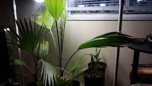Palm Trees Indoors- Some Of My Collection - Washingtonia Robusta & Seedlings