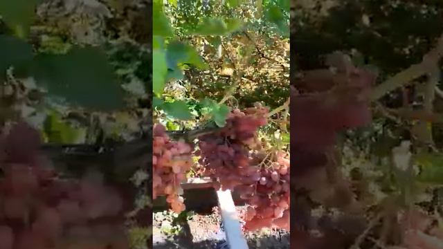 Виноград кишмиш Велес в Омске смотреть онлайн