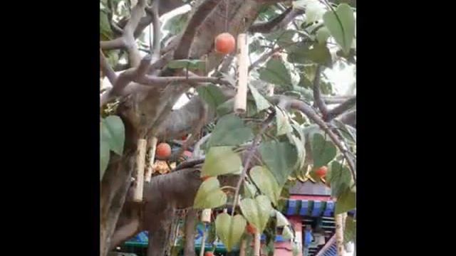 Hong Kong Photovlog - Ngong Ping смотреть онлайн