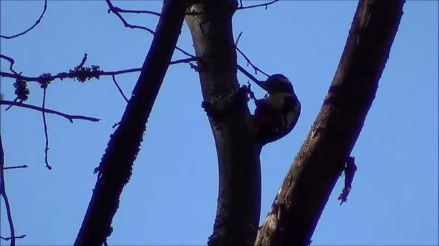 Дятел и хвойная иголка смотреть онлайн