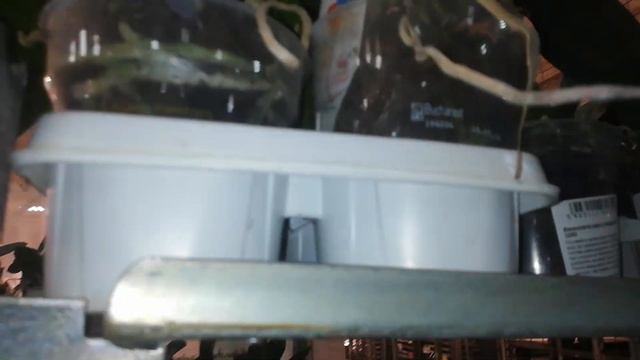 Друзья уценки проданы все! Снова АКЦИЯ в JMP! Шикарные уценки Фаленопсисов по 50 рублей на базе JMP смотреть онлайн