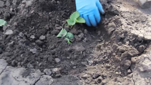 Правильный уход за клубникой (Земляникой) смотреть онлайн