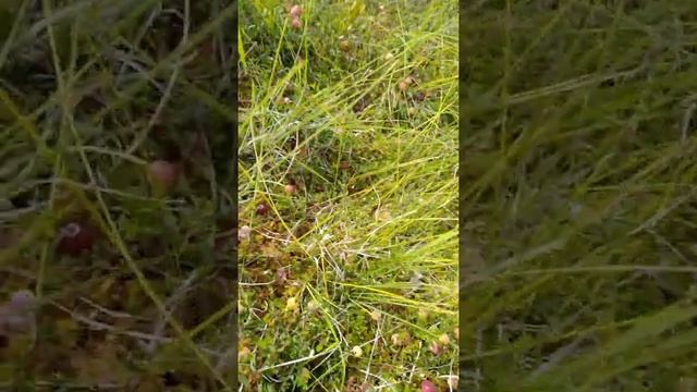А клюква растет не на дереве.Вы знали? смотреть онлайн