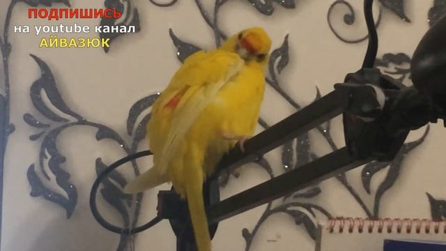 Почему чешутся попугаи? Что делать? Попугай часто чистится или чешется? Как попугай чистит перья? смотреть онлайн