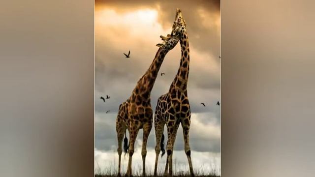 Люби природу смотреть онлайн