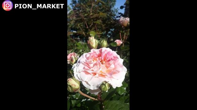 Обрезка роз летом смотреть онлайн