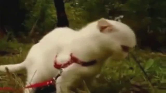 Dramatic Kitten WTF смотреть онлайн