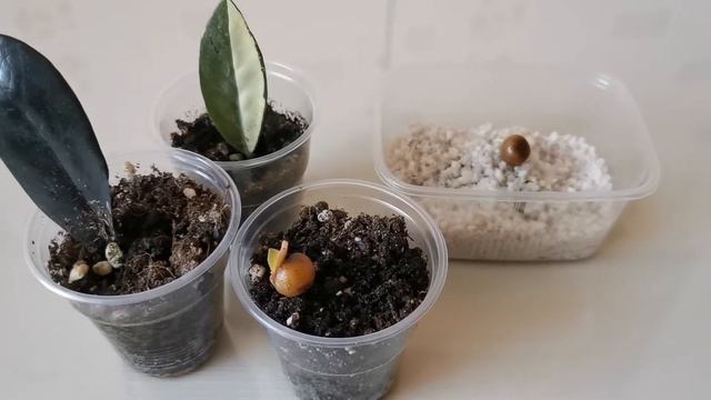 Видео 55. Посадка листа замиокулькаса вариегатного, семян вариегатной кливии и вариегатного адениум смотреть онлайн