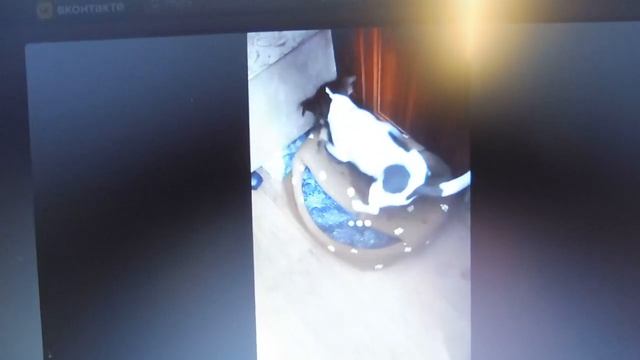 Фото видео привет от выпускника нашего питомника Мари Мистик Персей/ Продаю чихуа Мари Мистик Нимфа