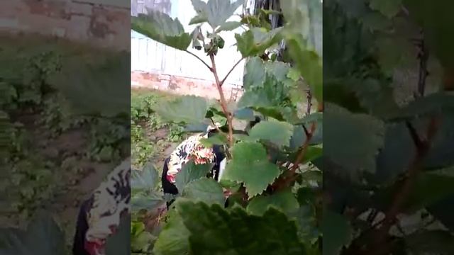 Собираем поречку смотреть онлайн
