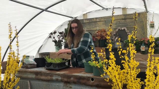 Potting Lysimachia Plugs смотреть онлайн