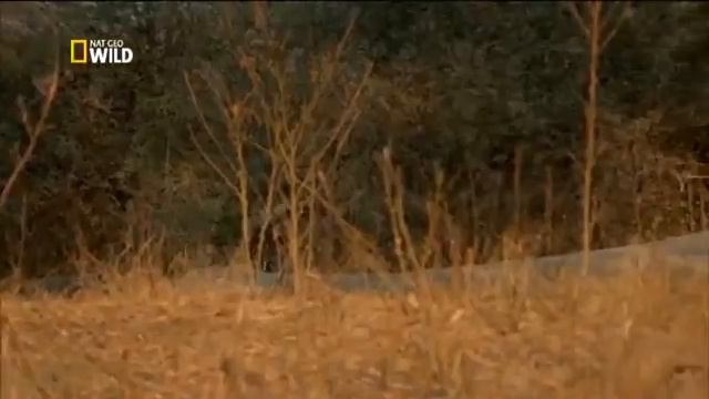 История одной гиеновой собаки смотреть онлайн