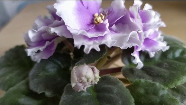 ЦВЕТУЩИЕ ФИАЛКИ СЕГОДНЯ. смотреть онлайн