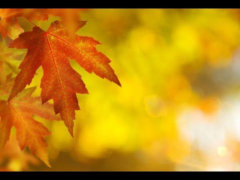 Гусейн Манапов - Осень (А ты как жёлтый лист увянешь), на гитаре смотреть онлайн