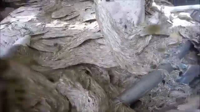 Парень разрушил огромное гнездо шершней и показал на видео от первого лица смотреть онлайн