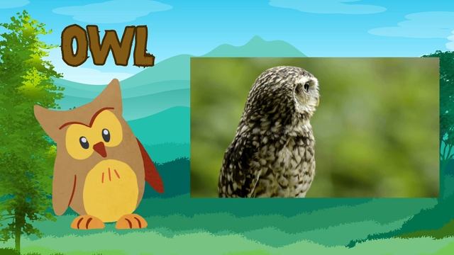 Amazing Birds on Earth | Learn English for Kids | Animal Learning for Kids смотреть онлайн