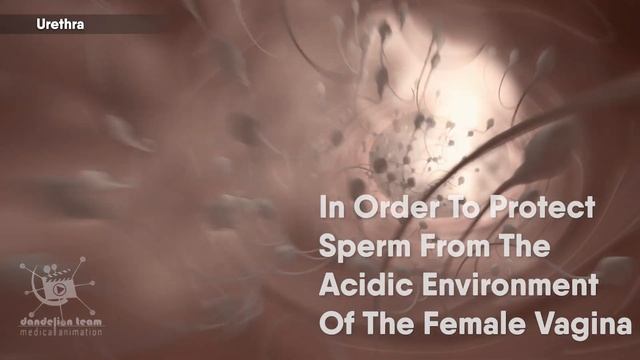Male Reproductive System|3d medical animation|#malereproductivesystem #sperm #erectiledysfunction смотреть онлайн