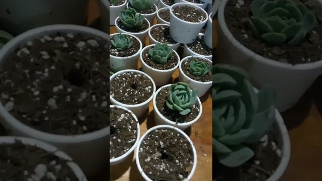 Echeveria Elegans.. sembrando bebés..segunda parte. смотреть онлайн