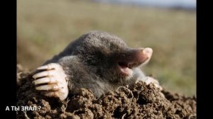 БЕРЕЗОВЫЙ ДЕГОТЬ от МЕДВЕДКИ , КРОТОВ , МУРАВЬЕВ , ТЛИ -13 способов применения в саду и огороде