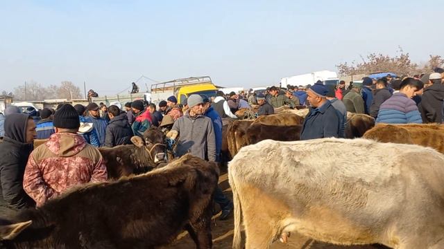 Гов дар бозор зойд мурд гусола.25 февраля 2024 г. смотреть онлайн