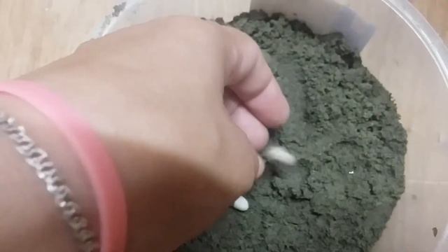 Яйца луговой ящерицы готовим к инкубации смотреть онлайн