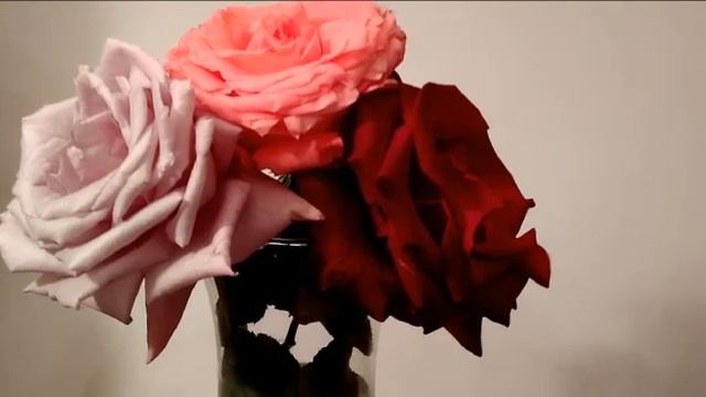 #сад #букет #розы #голубая / Розы (лат.rosa)в букете. Октябрьские цветы с участка Садового экспресс смотреть онлайн