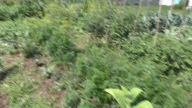 Огородник- дилетант в деле/ Что выросло? июль 2019 #ОльгаРоголева смотреть онлайн