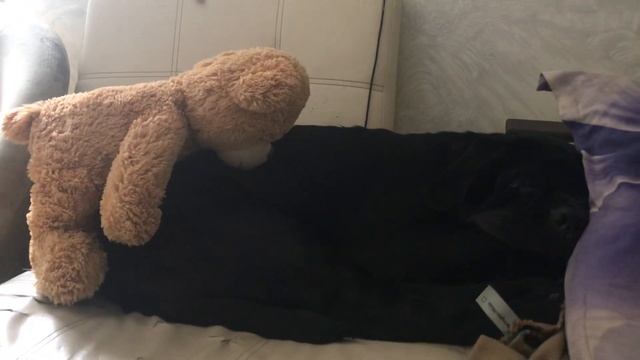 Щенок мастино наполитано( неаполитанский мастиф) 5.5 месяцев спит, сладко спит смотреть онлайн