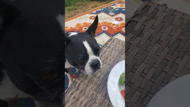 Fred The Boston Terrier enjoying fresh summer salad #bostonterrier #green #chicken смотреть онлайн