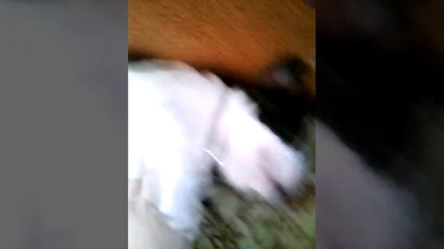 Мая собака французский бульдог смотреть онлайн