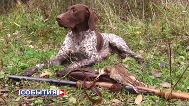 В правила охоты внесены изменения смотреть онлайн