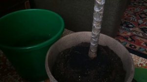 #драцена сохнет ствол.