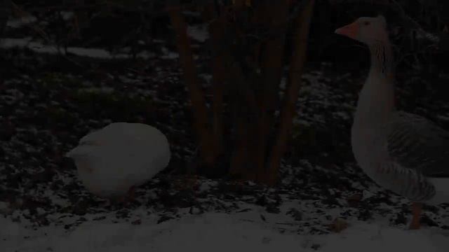 МИНУС один гусь и ПЛЮС много кроликов! смотреть онлайн