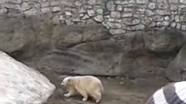 Ак аю смотреть онлайн