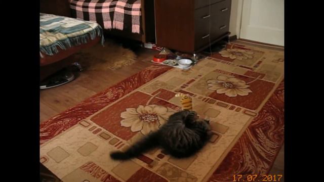 КОТЕНОК МЕЙН-КУН АЛЕКС смотреть онлайн